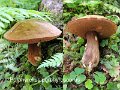 Porphyrellus porphyrosporus-amf337-1